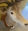 Trophy Deer Head 14 Pointer - Taxidermy Carousel 11