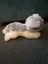 $1 Reserve Antics Beige Fluffly Cat Plush Toy Carousel 2