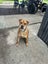 11 month old Shar Pei cross Carousel 2