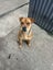 11 month old Shar Pei cross Carousel 3