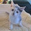 HUMANE SOCIETY RESCUE KITTENS Carousel 1
