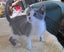 HUMANE SOCIETY RESCUE KITTENS Carousel 4