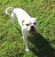 HUMANE SOCIETY RESCUE DOG - FLETCH A BULLDOG X Carousel 2