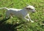 HUMANE SOCIETY RESCUE DOG - FLETCH A BULLDOG X Carousel 3