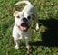 HUMANE SOCIETY RESCUE DOG - FLETCH A BULLDOG X Carousel 1