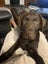 Chocolate Lab Puppies Carousel 3