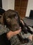 Chocolate Lab Puppies Carousel 4