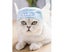 Pet Hat Light Weight Polyester Soft Comfortable Portable Cute Cat Cap for Cat Carousel 1