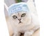 Pet Hat Light Weight Polyester Soft Comfortable Portable Cute Cat Cap for Cat Carousel 2