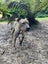 Male Staffy Lab Mix Carousel 1