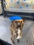 Male Staffy Lab Mix Carousel 2