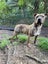 Male Staffy Lab Mix Carousel 3