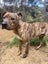Male Staffy Lab Mix Carousel 4