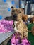 Male Staffy Lab Mix Carousel 6