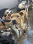 Male Staffy Lab Mix Carousel 7