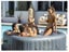 Bestway Inflatable Lay-Z Spa Hawaii Hydrojet Pro Carousel 7