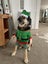 CHARLIE NEEDS A FOREVER HOME – PLEASE READ FULL LISTING Carousel 7