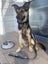 CHARLIE NEEDS A FOREVER HOME – PLEASE READ FULL LISTING Carousel 6