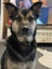 CHARLIE NEEDS A FOREVER HOME – PLEASE READ FULL LISTING Carousel 4