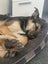 CHARLIE NEEDS A FOREVER HOME – PLEASE READ FULL LISTING Carousel 5