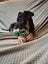 Kora (Ellie's Canine Rescue & Rehome) Carousel 2