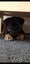 Kora (Ellie's Canine Rescue & Rehome) Carousel 4