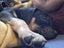 Kora (Ellie's Canine Rescue & Rehome) Carousel 5
