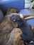 Kora (Ellie's Canine Rescue & Rehome) Carousel 6