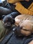 Kora (Ellie's Canine Rescue & Rehome) Carousel 7