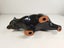 Blue Mountain Pottery Bear - $1 Reserve Charity Auction Carousel 12