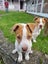 Pearl - PUPPY Pound Hounds Rescue Carousel 3