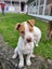 Pearl - PUPPY Pound Hounds Rescue Carousel 5