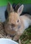 Gorgeous rabbits for sale, Jersey Wooly, Netherland Dwarf, pick up Helensville Carousel 12