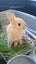 Gorgeous rabbits for sale, Jersey Wooly, Netherland Dwarf, pick up Helensville Carousel 13