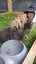 Gorgeous rabbits for sale, Jersey Wooly, Netherland Dwarf, pick up Helensville Carousel 15