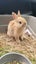 Gorgeous rabbits for sale, Jersey Wooly, Netherland Dwarf, pick up Helensville Carousel 17