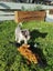 Mearle Border Collie x heading dog pups Carousel 11