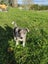Mearle Border Collie x heading dog pups Carousel 10