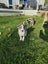 Mearle Border Collie x heading dog pups Carousel 12