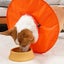 Adjustable Pet Dog E Collar Breathable Dog Cone Recovery Collar Orange L Carousel 4