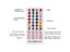 RGB LED Strip Light Controller DC12-24V Bluetooth Music Controller With 40 Key Carousel 6