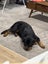 Rottweiler to adopt Carousel 3