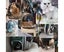 PETRIP Cat Backpack Carrier Space Capsule Pet Carrier Airline Approved Travel Carousel 7