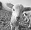 FREE NEW BORN LAMBS Carousel 3