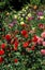 Dahlia tubers 10 tubers mixed colours. Carousel 2