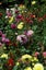 Dahlia tubers 10 tubers mixed colours. Carousel 3