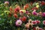 Dahlia tubers 10 tubers mixed colours. Carousel 4