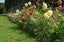 Dahlia tubers 10 tubers mixed colours. Carousel 5