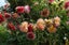 Dahlia tubers 10 tubers mixed colours. Carousel 6