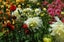 Dahlia tubers 10 tubers mixed colours. Carousel 7